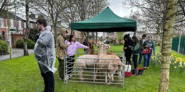 Petting-Farm-Hire-Community-Events