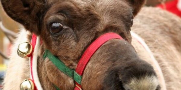 Real-Reindeer-For-Christmas-Themed-Events-min