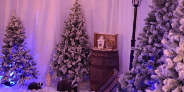 Narnia themed props and styling for Grotto.