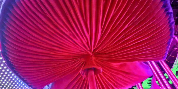Close up of giant mushroom prop used for an enchanted garden themed event.