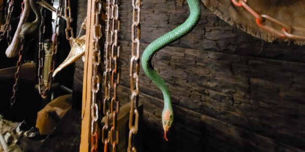 Hanging green snake prop.