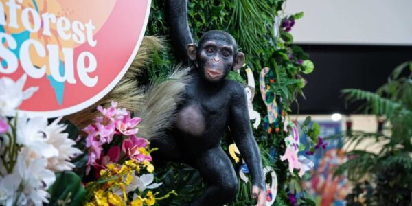 Rainforest-Interactive-Activation-Family-Events
