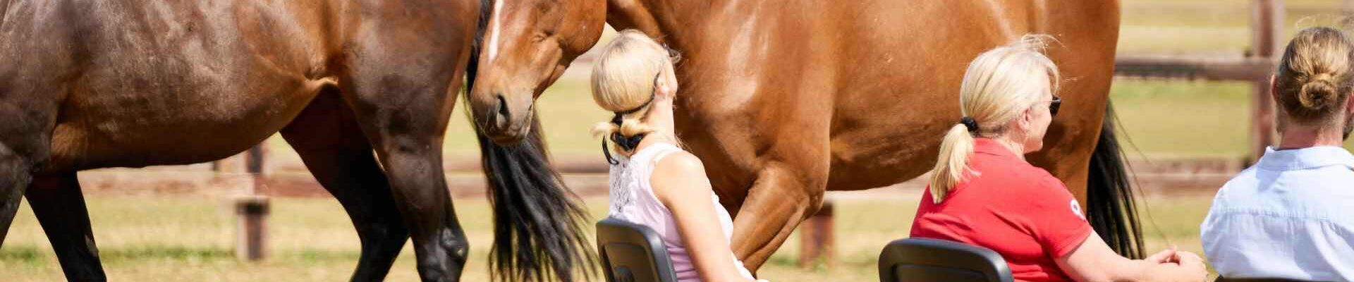 Horse-corporate-leadership-workshop-post-conference-trips Horse-corporate-leadership-workshop-post-conference-trips