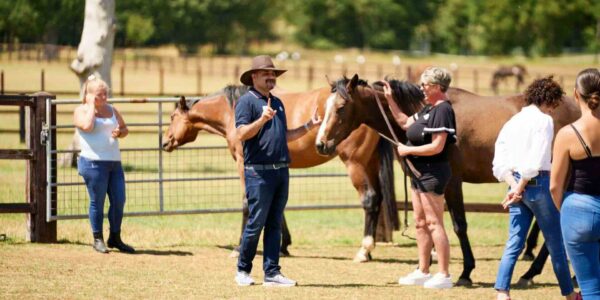 Horse-corporate-leadership-workshop-team-building