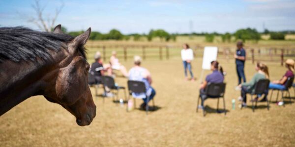 Horse-corporate-leadership-workshop-team-development