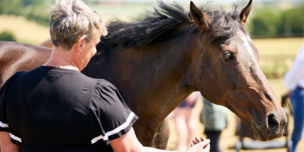 Horse-corporate-leadership-workshop-team-development-days